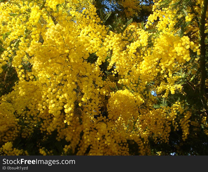 Mimosa &#x28;Acacia dealbata&#x29; flowering branches. Mimosa &#x28;Acacia dealbata&#x29; flowering branches