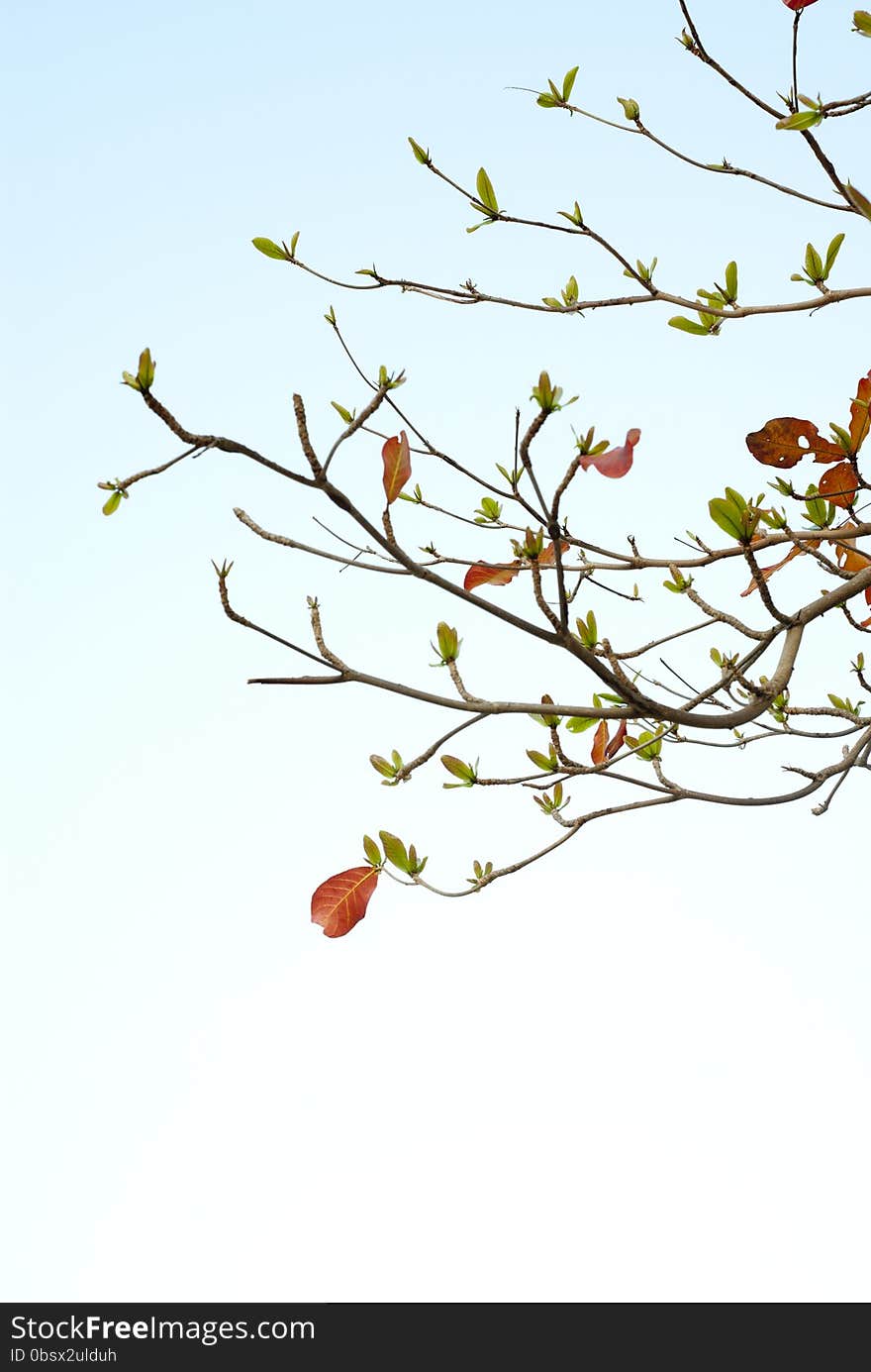 Red leaves of sea-almond tree