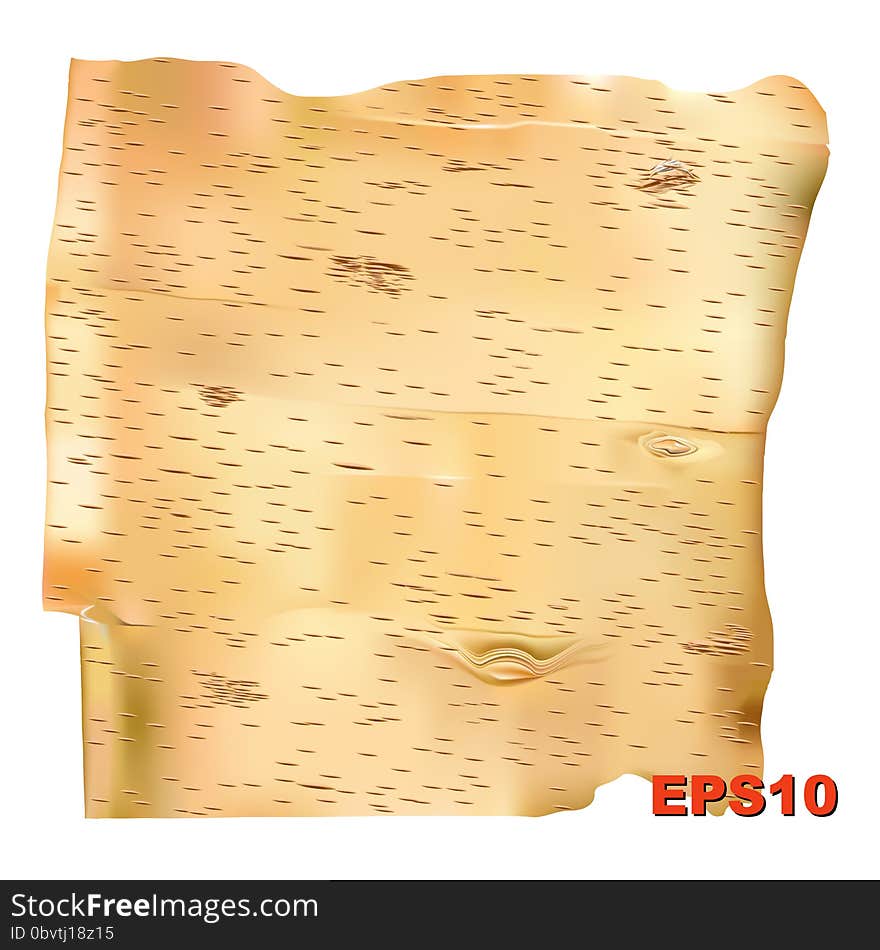 Interior view of birch bark vector