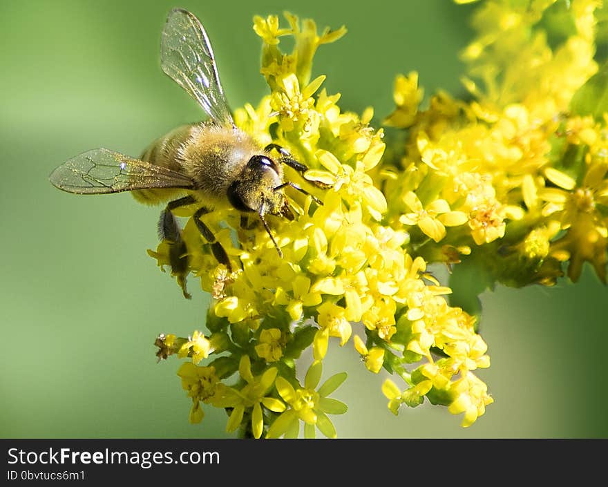 Honeybee gathering nectar from a yellow wildflower. Honeybee gathering nectar from a yellow wildflower