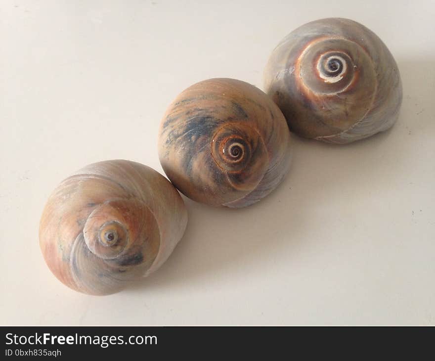 Three Neverita Duplicata &#x28;Shark Eye&#x29; Sea Snail Shells on White Background. Three Neverita Duplicata &#x28;Shark Eye&#x29; Sea Snail Shells on White Background.