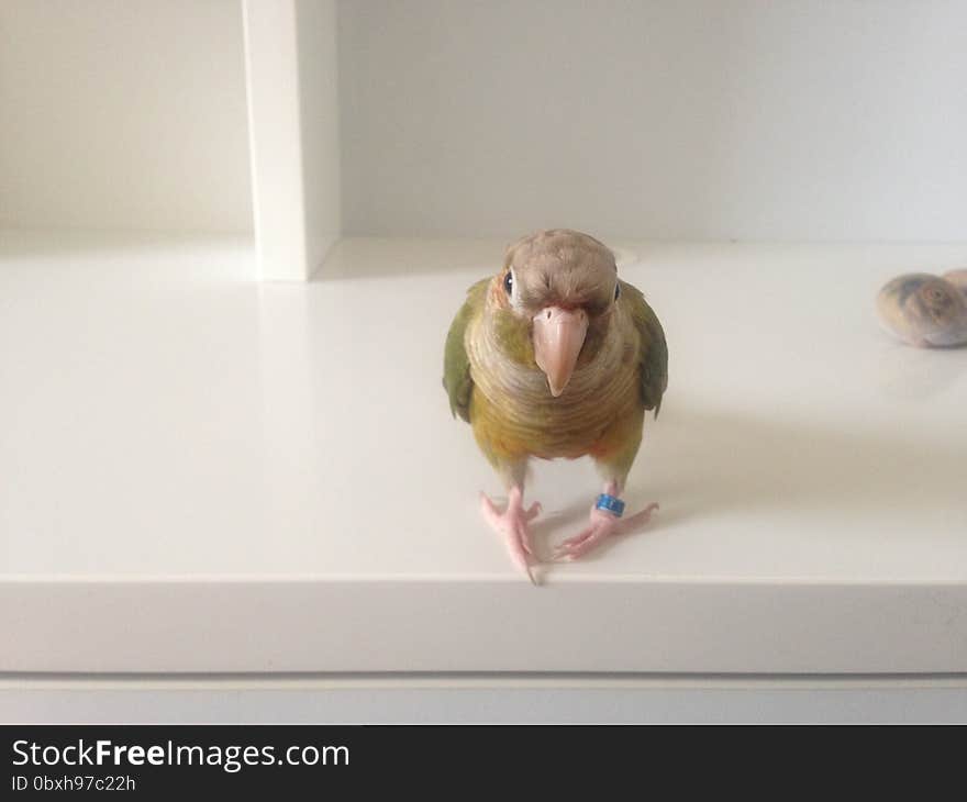 Baby Pyrrhura Molinae &#x28;Green-Cheeked Parakeet&#x29;. Standing on White Desk.