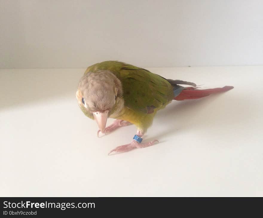 Baby Pyrrhura Molinae &#x28;Green-Cheeked Parakeet&#x29;. Standing on White Desk.