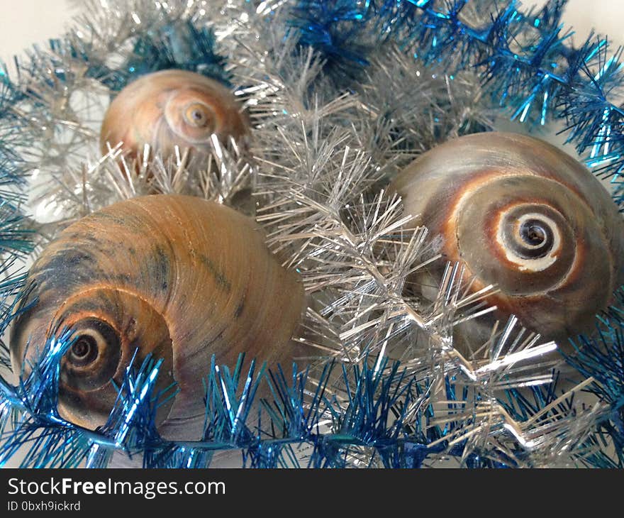 Neverita Duplicata &#x28;Shark Eye&#x29; Sea Snail Shells between Silver and Blue Christmas Tinsel on White Background. Neverita Duplicata &#x28;Shark Eye&#x29; Sea Snail Shells between Silver and Blue Christmas Tinsel on White Background.