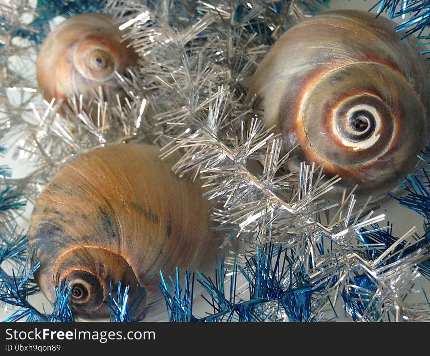 Neverita Duplicata &#x28;Shark Eye&#x29; Sea Snail Shells between Silver and Blue Christmas Tinsel on White Background. Neverita Duplicata &#x28;Shark Eye&#x29; Sea Snail Shells between Silver and Blue Christmas Tinsel on White Background.