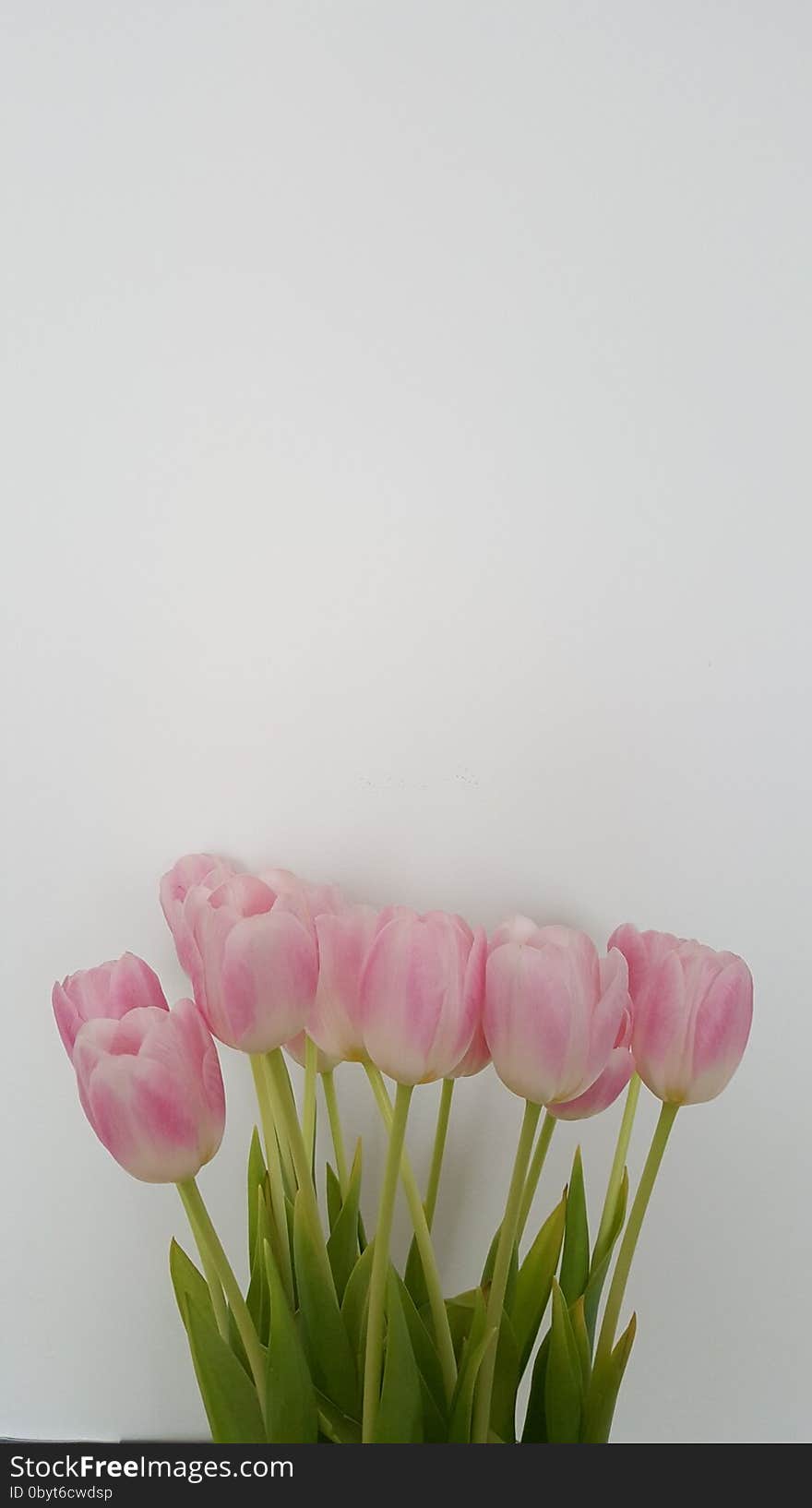 Pink tulips in vase