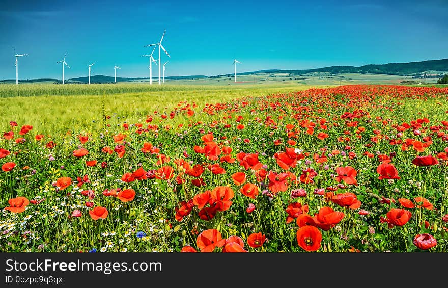 Windmills in the poppy field