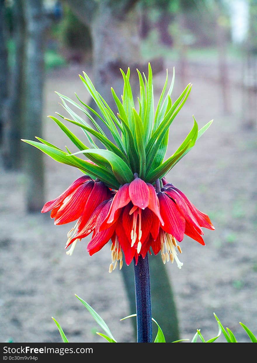 Crown imperial fritillaria imperialis blooming early spring