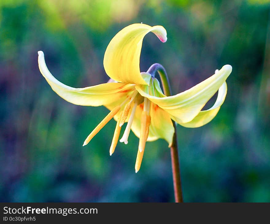 Fawn lily trout lily erythronium blooming in spring