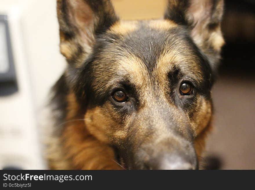 Dog German shepherd and her face