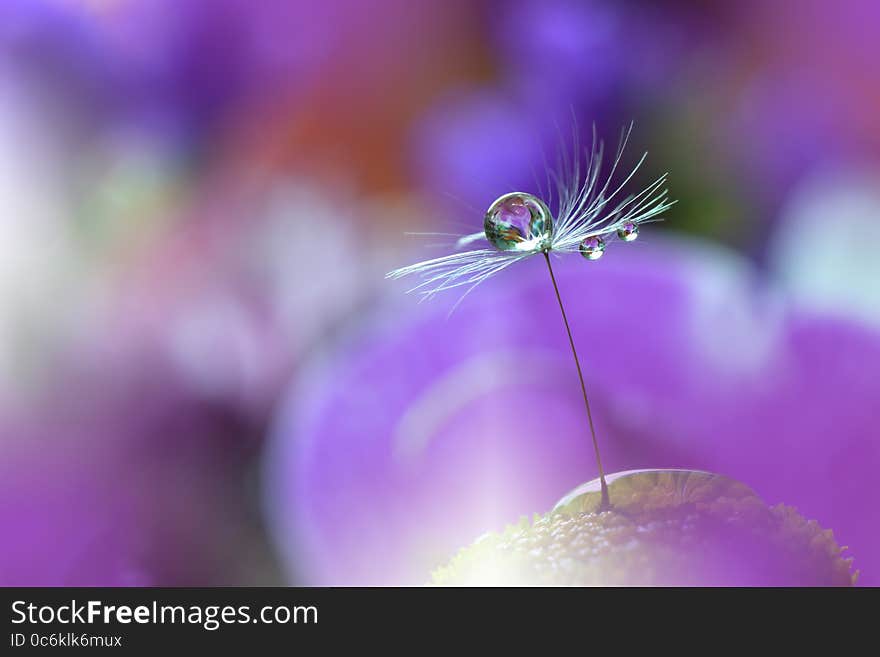 Dandelion And Purple Colorful Background.Beautiful Nature Photography.Web Banner.Drops,Colors.Copy Space.Concept.