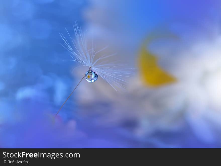 Dandelion and Waterdrop,Blue and White Background. Dandelion and Waterdrop,Blue and White Background...