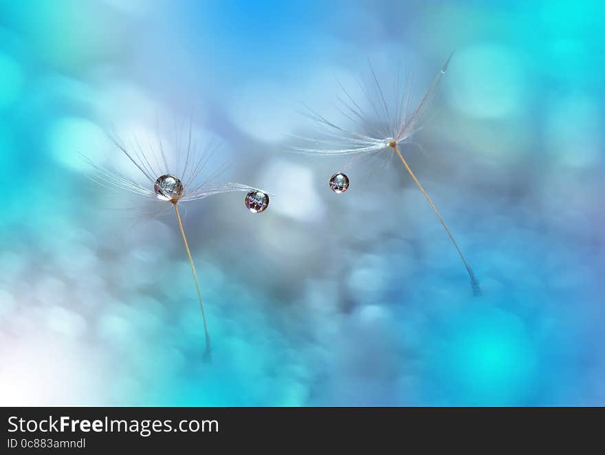 Colorful Blue Background.Abstract macro photo with dandelion and water drops.Artistic Background for desktop. Flowers made with pastel tones.Tranquil abstract closeup art photography.Print for Wallpaper...Floral fantasy design.Beautiful Nature. Colorful Blue Background.Abstract macro photo with dandelion and water drops.Artistic Background for desktop. Flowers made with pastel tones.Tranquil abstract closeup art photography.Print for Wallpaper...Floral fantasy design.Beautiful Nature.