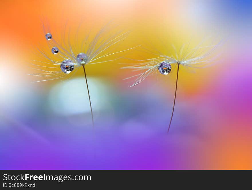 Abstract macro photo with dandelion and water drops.Artistic Background for desktop. Flowers made with pastel tones.Tranquil abstract closeup art photography.Print for Wallpaper.Floral fantasy design. Abstract macro photo with dandelion and water drops.Artistic Background for desktop. Flowers made with pastel tones.Tranquil abstract closeup art photography.Print for Wallpaper.Floral fantasy design.