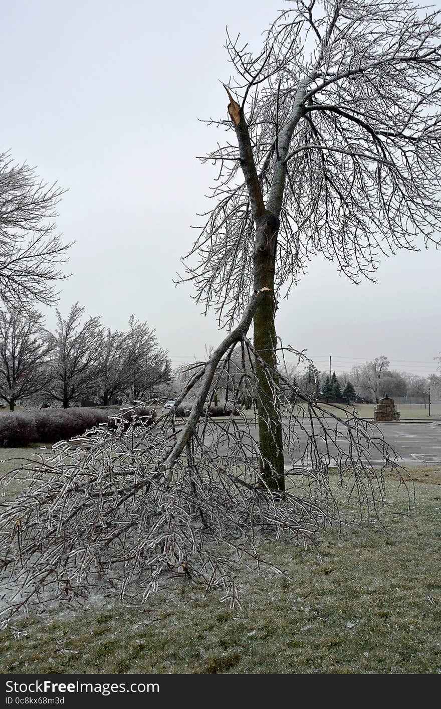 Ice Storm damage