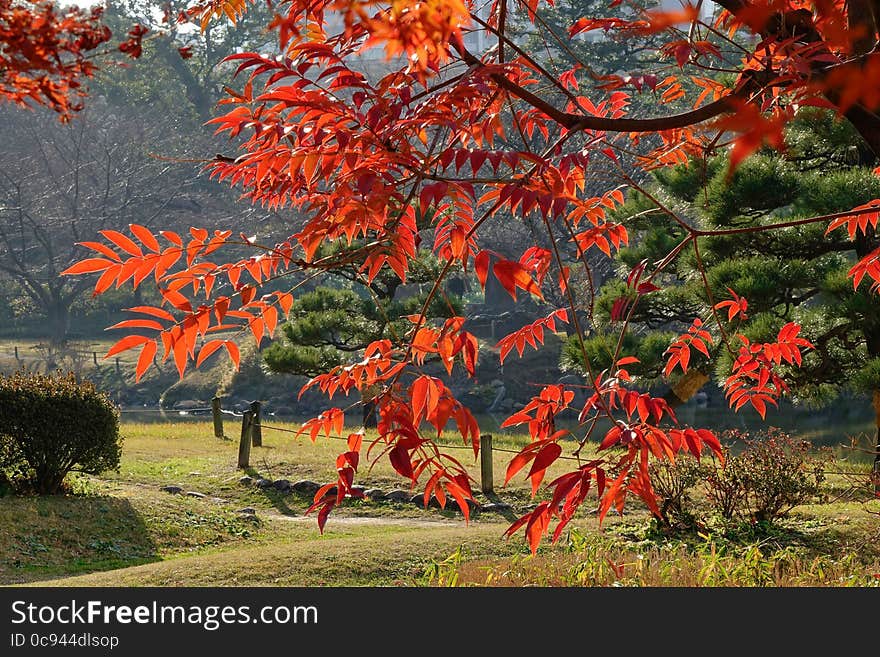 Leaves turn red and orange in Autumn in Tokyo, Japan.