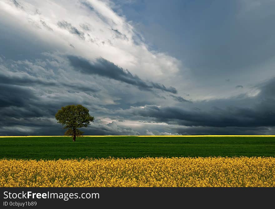 Green Field.Beautiful Nature Background.Amazing Colorful Wallpaper.Clouds,blue Sky.Panorama,landscape.Meadow,cloud.Tree,flowers.