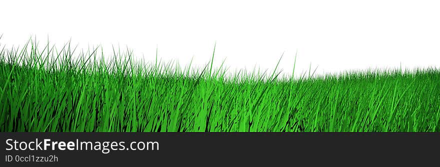 Fresh spring green grass isolated on white background