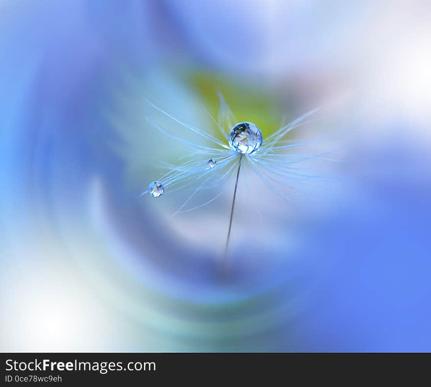 Dewy Dandelion Flower Close Up.Blue Colorful Nature Background.Beautiful Wallpaper.Creative Art Photography.Motion Blur.Clean,pure