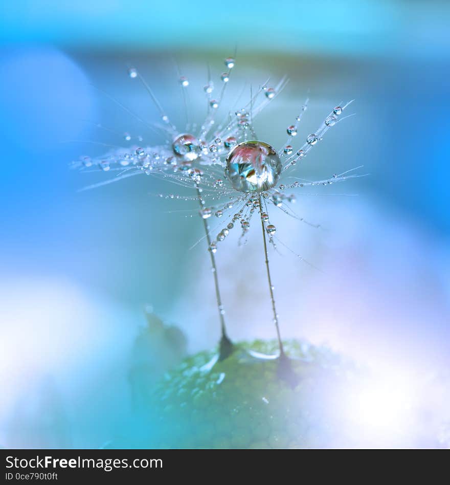 Dewy Dandelion Flower Close Up.Blue Colorful Nature Background.Beautiful Wallpaper.Creative Art Photography.Motion Blur.Clean,pure