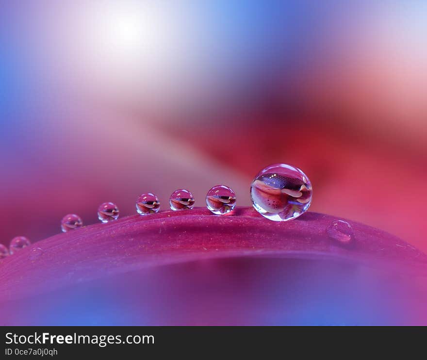 Beautiful Nature.Art photography.Floral fantasy design.Colorful Abstract Macro,water drops.Web Banner.Relaxation.Colors,blue,red.