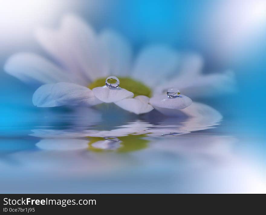 White flowers over water.Incredibly beautiful Nature.Colorful Blue Background.Spa,pond,water.Relax,aroma.