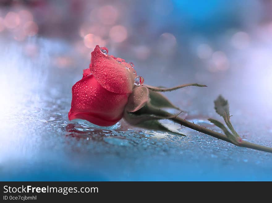 Red Rose With Colorful Background.Beautiful Nature Wallpaper.Amazing Blue Colors.Floral Design.Web Banner.Copy Space.Creative.