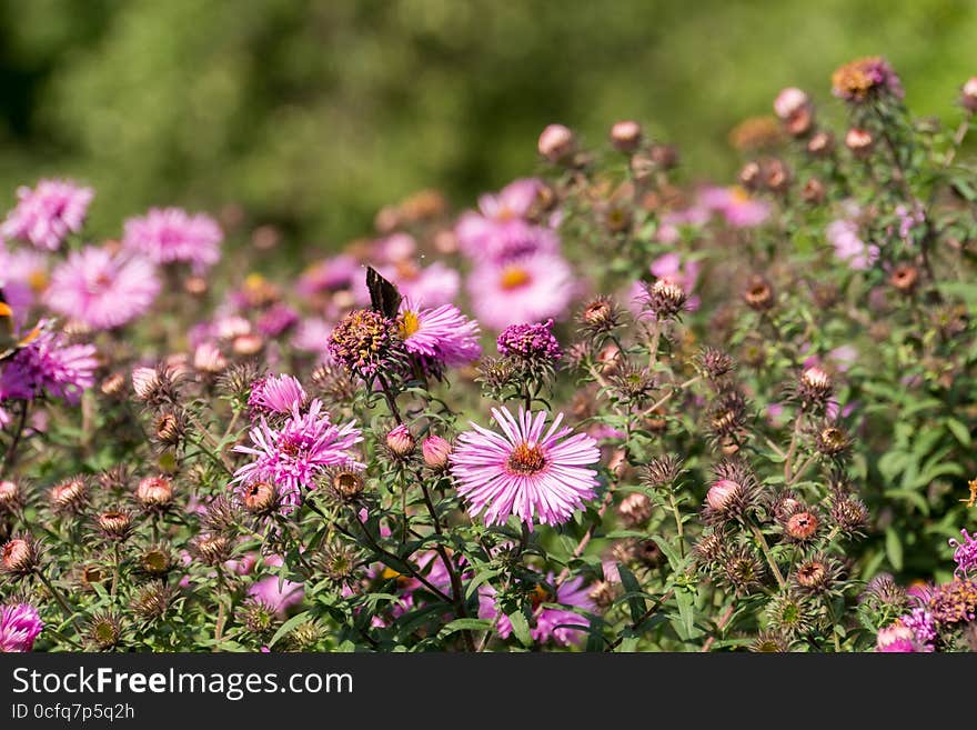 Pink Flowers With Butterfly