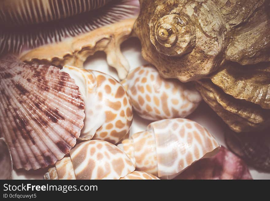 Seashell Background Macro Retro