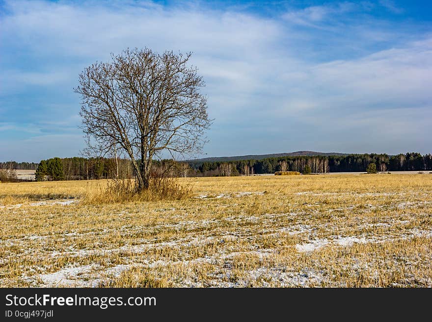 Tree on field, blue sky and yellow grass. Tree on field, blue sky and yellow grass