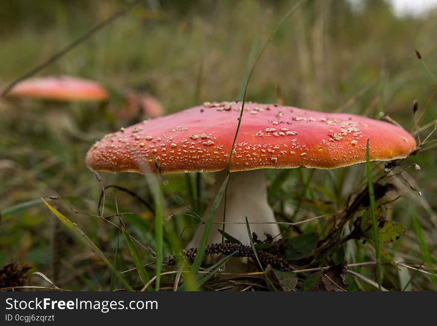 The grass is growing the mushroom Amanita. The grass is growing the mushroom Amanita