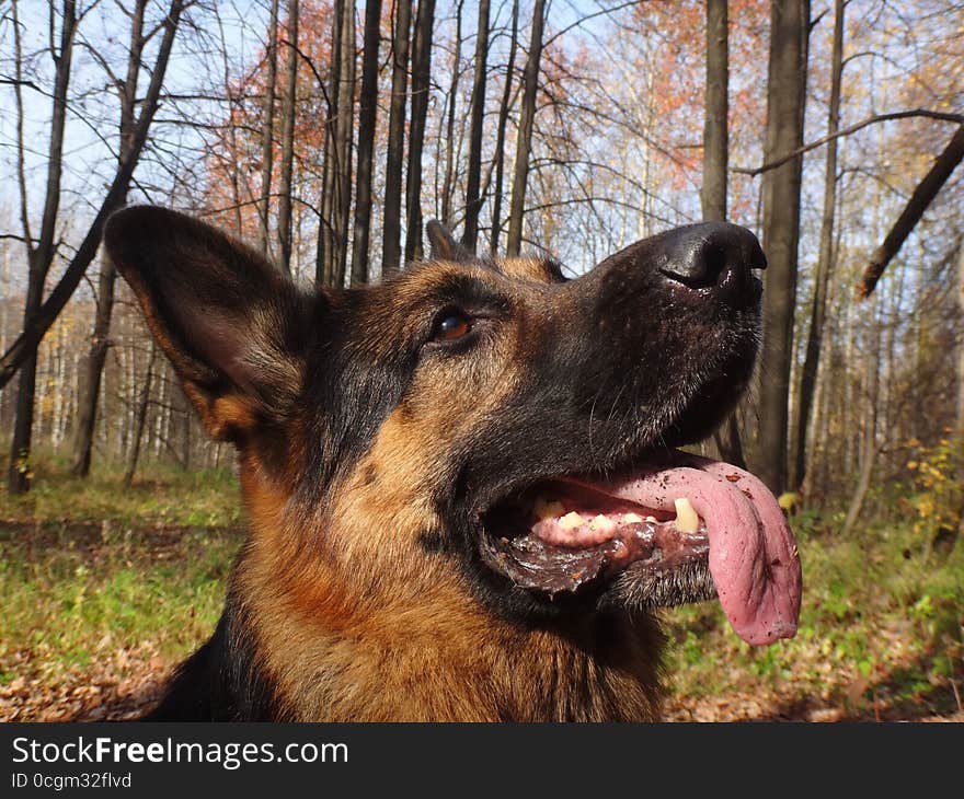 Dog german shepherd in the forest in autumn day. Dog german shepherd in the forest in autumn day