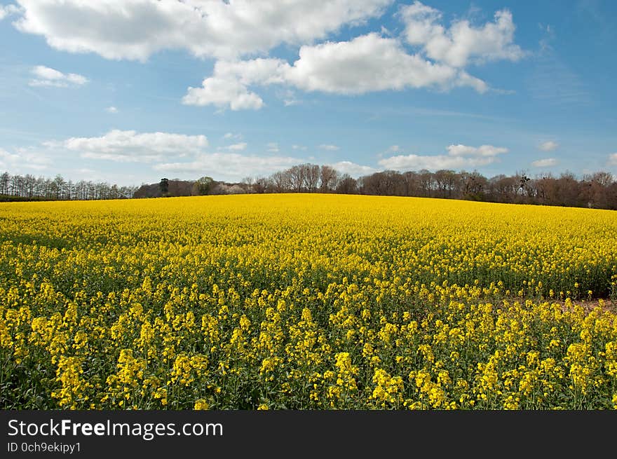 Canola crops in the countryside of England.