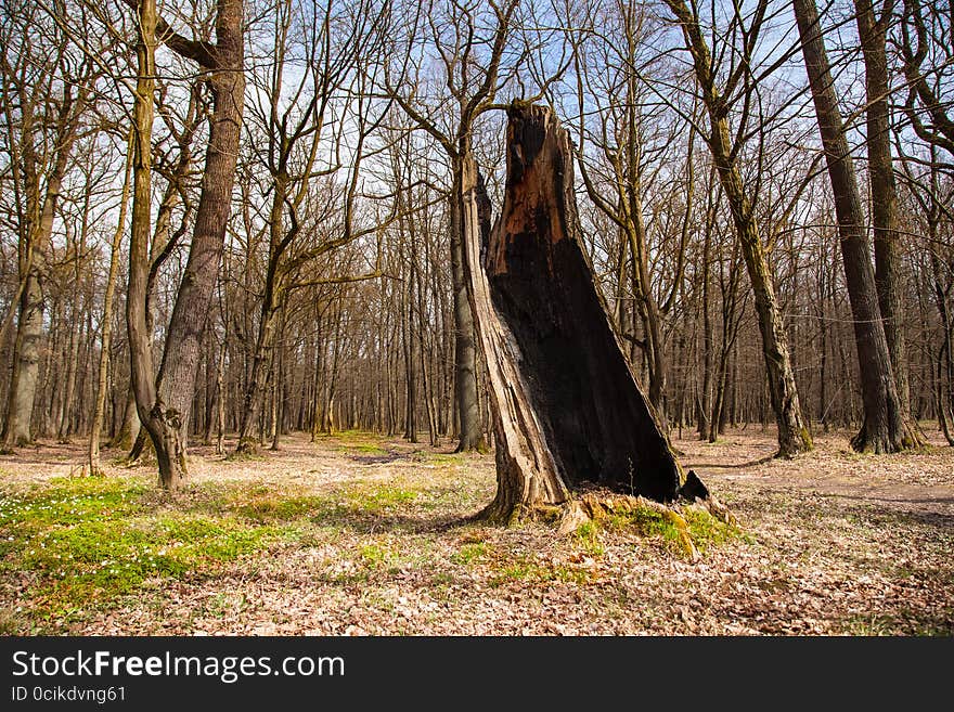 Burned tree in the woods in early spring