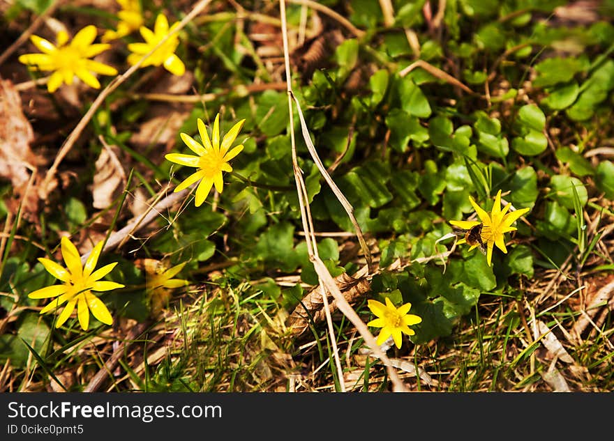 Yellow Flowers In The Woods