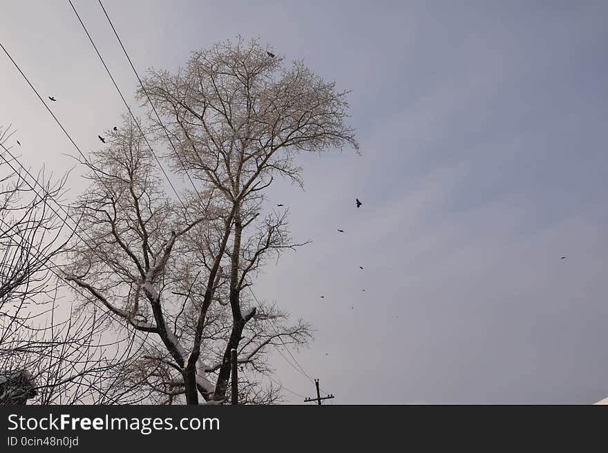 The branches of a tree and sky