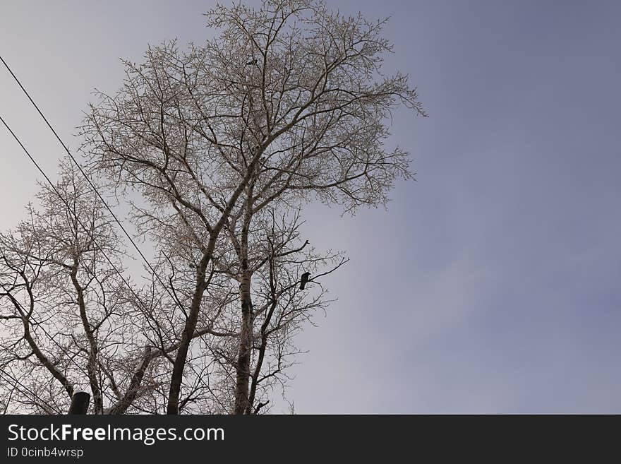 The branches of a tree and sky background