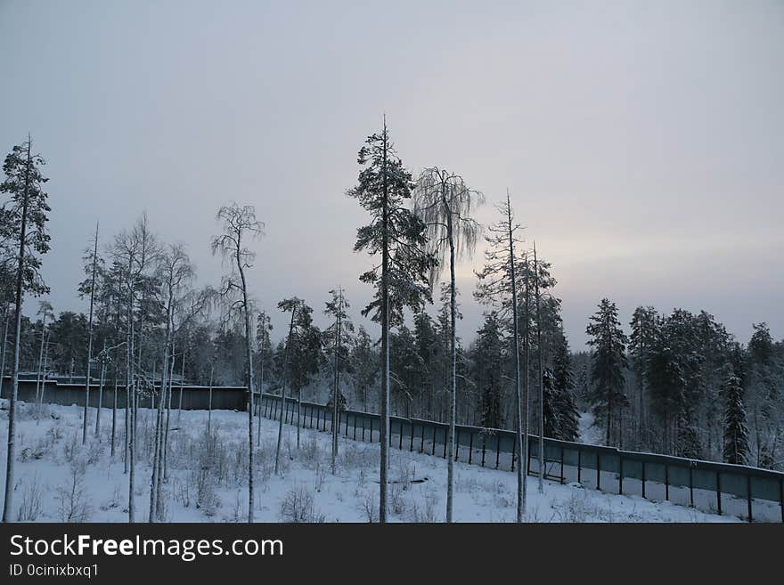 Trees in cold winter day