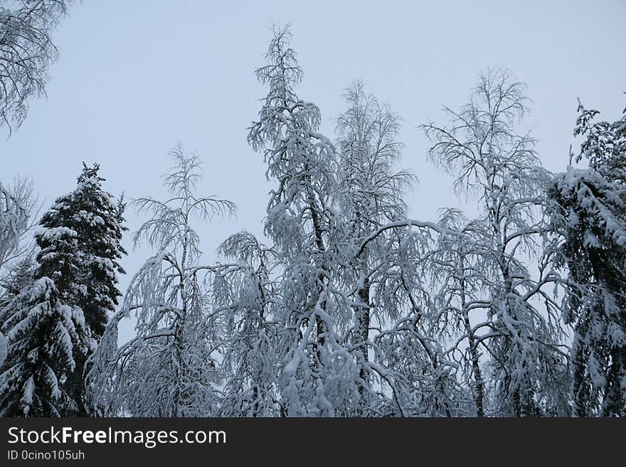 Trees in cold winter day