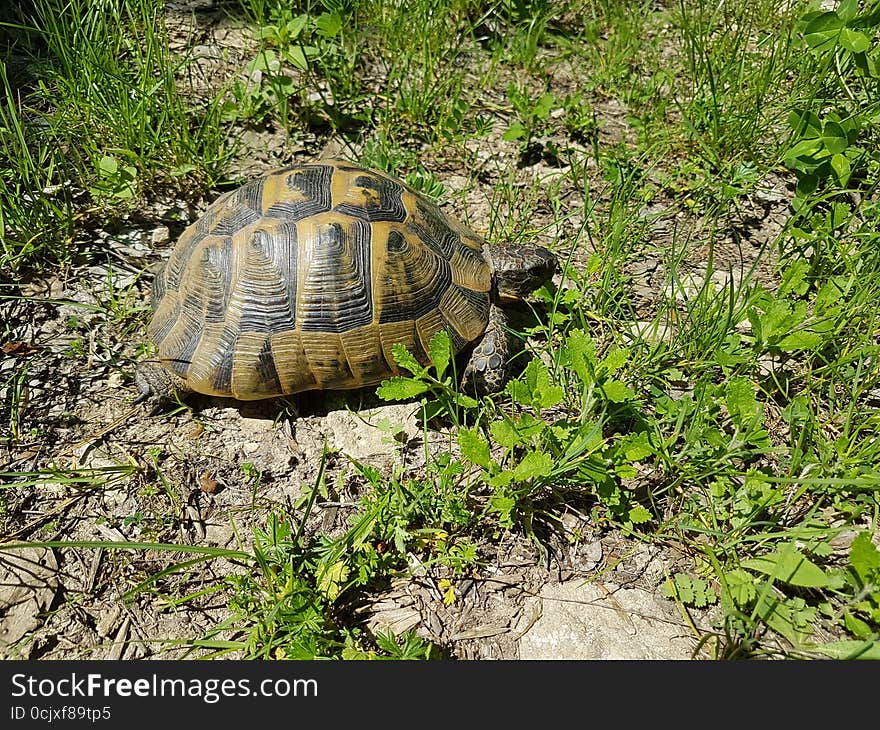 Testudo graeca - greek tortoise