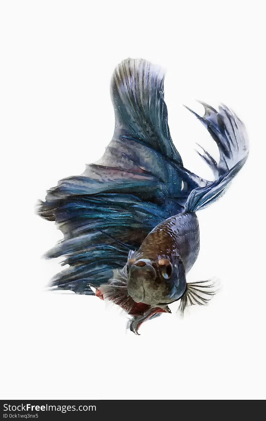 Betta fish