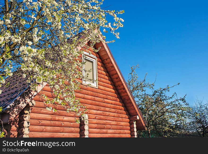 New small wooden house with blossom tree on sunny spring day