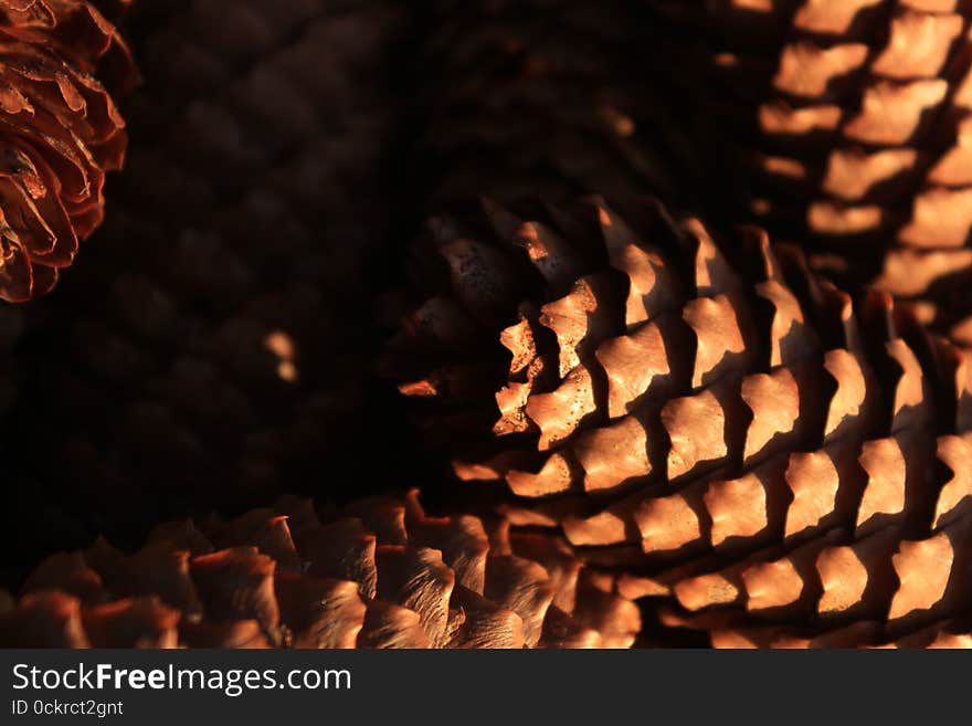 Closeup of a group of pine cones. Brown, bright, warm light and colors. Closeup of a group of pine cones. Brown, bright, warm light and colors.