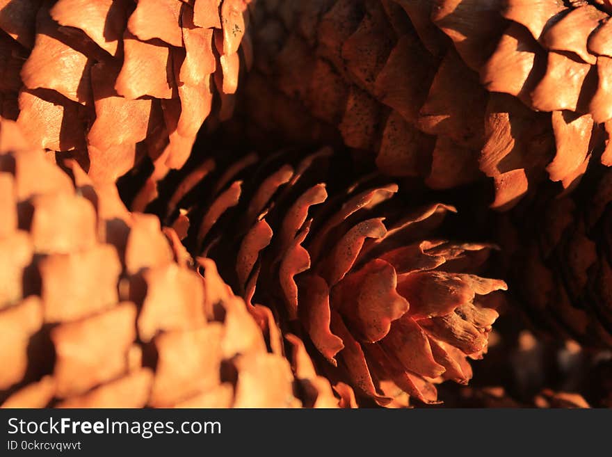 Closeup of a group of pine cones. Brown, bright, warm light and colors. Closeup of a group of pine cones. Brown, bright, warm light and colors.
