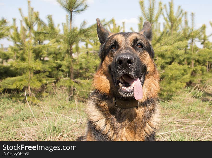 German shepherd dog in spring day