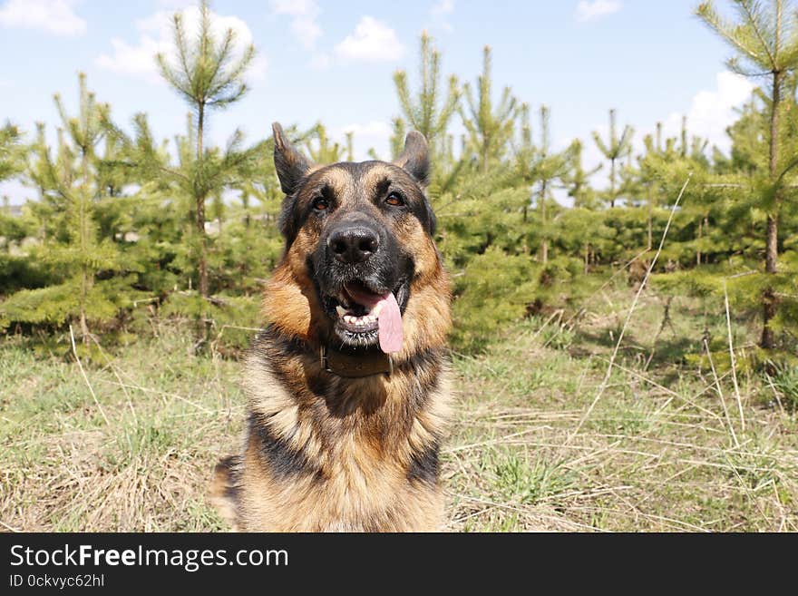 German Shepherd Dog In Spring Day