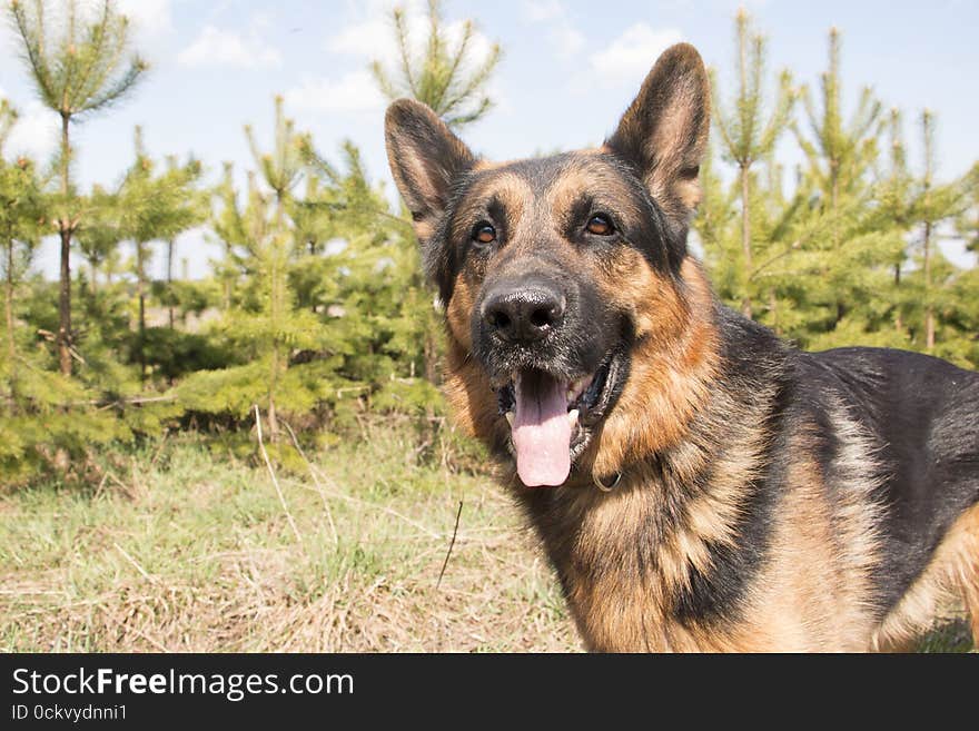 German shepherd dog in spring day