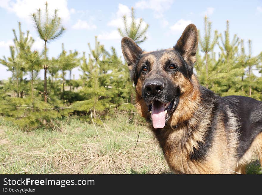 German Shepherd Dog In Spring Day