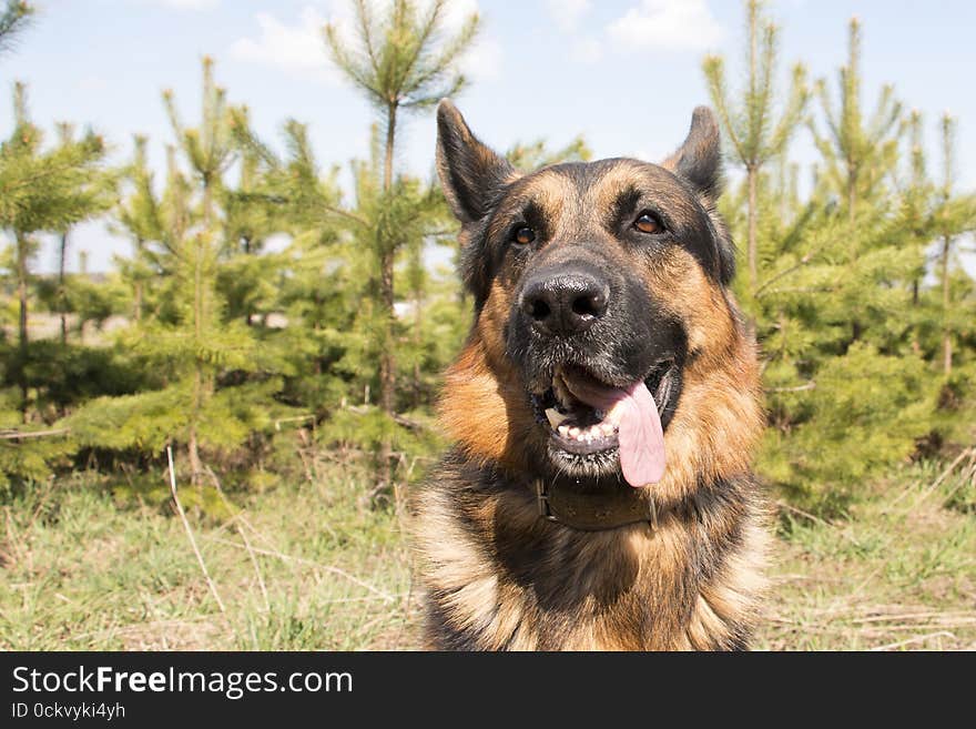 German Shepherd Dog In Spring Day