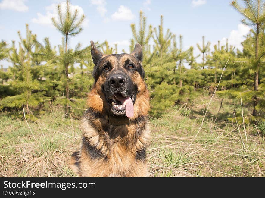 German Shepherd Dog In Spring Day